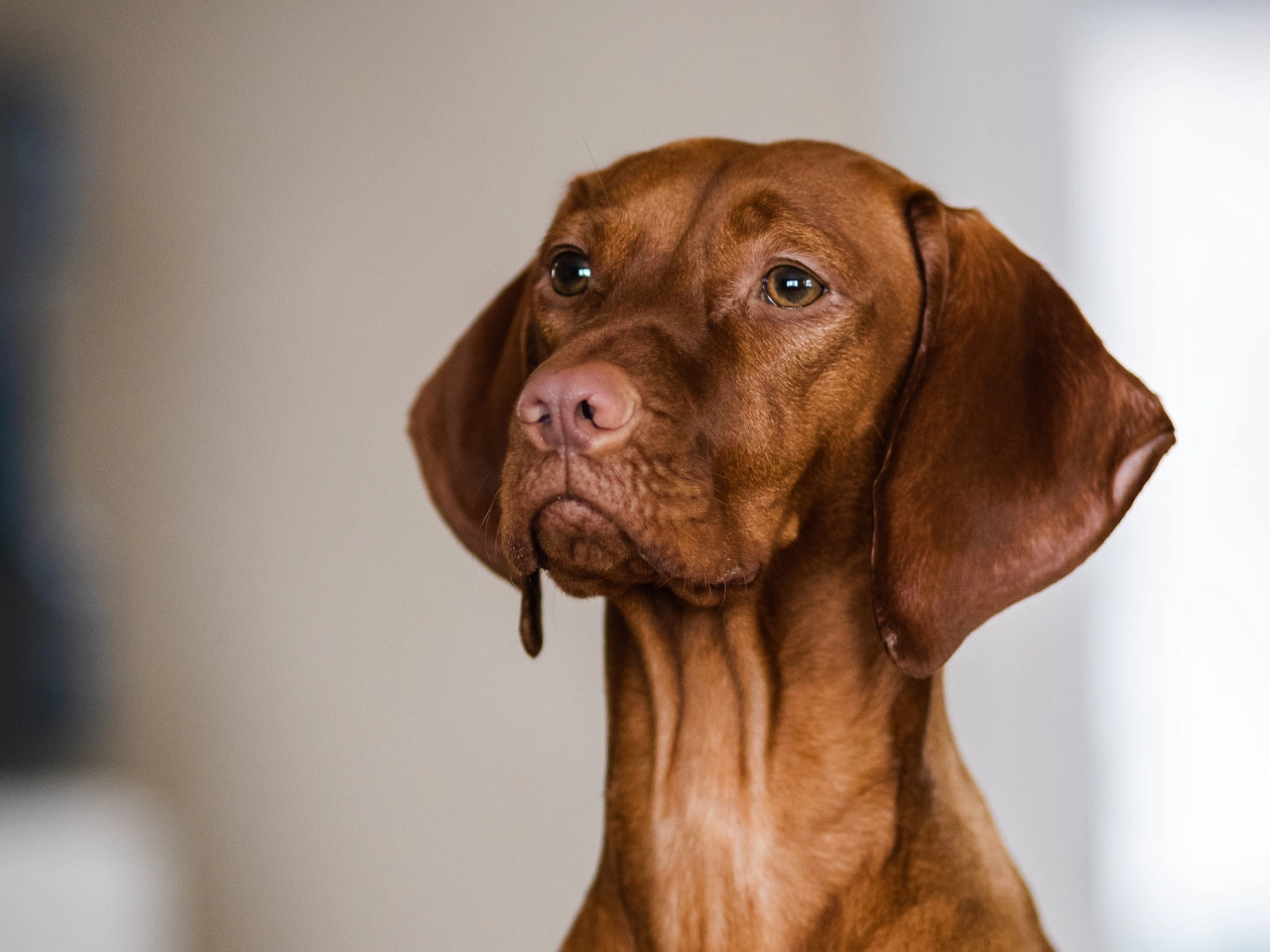 How Often Should You Wash A Vizsla